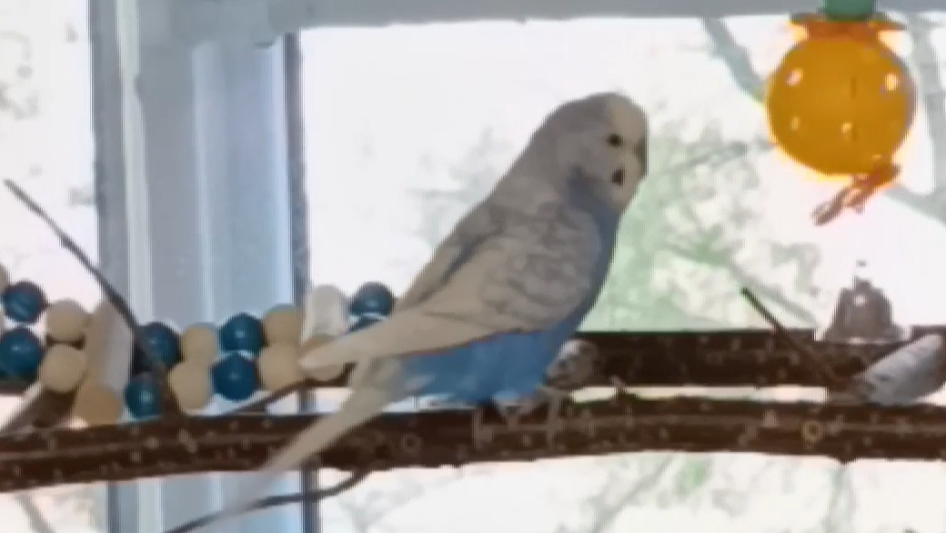 Вот и всё 😭🦜 #ангелочеккеша #shorts #попугай