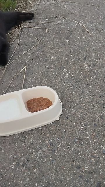 Шоколадка,незнакомец со стройки.