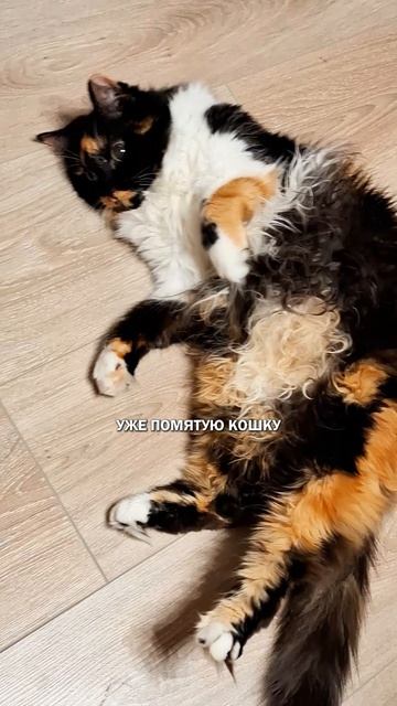 Мятая кошка