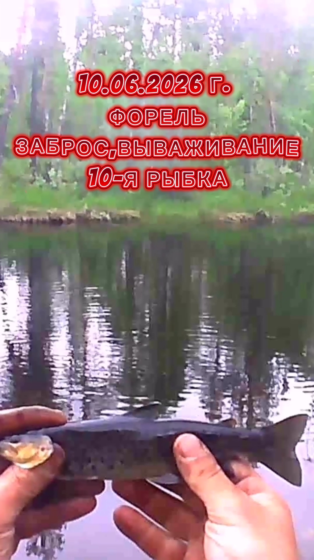 ФОРЕЛЕВОЕ ПИРШЕСТВО! 10.06.2026г ОТЛИЧНЫЕ ПОКЛЕВКИ. КРАСАВИЦА ФОРЕЛЬ. ПОКЛЕВКА 10. #рыбалка #форель