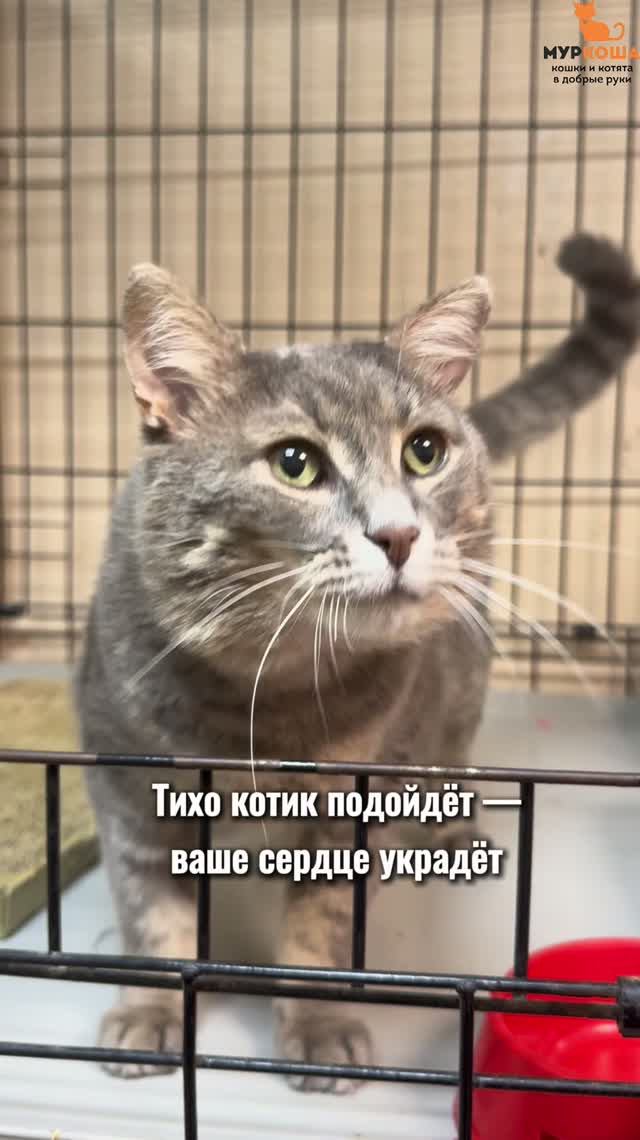 Барсеточник ждёт вас в приюте #Муркоша