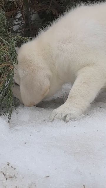 ⚜️ДИОНИС ПРАЙД⚜️
🐶Питомник собак Саратов, Лабрадор ретривер, Джек Рассел терьер, Тибетский мастиф🦁