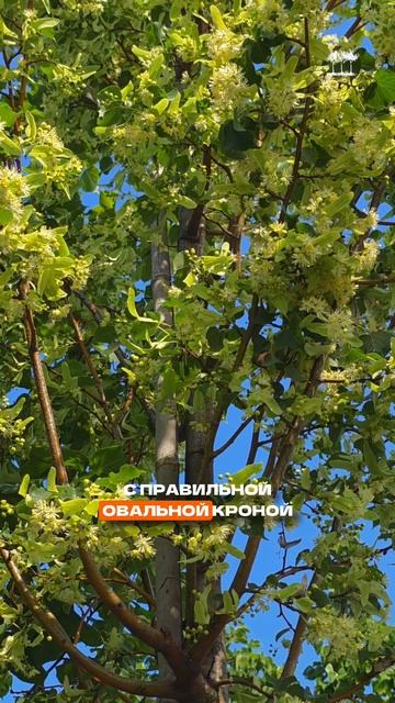 Самые ароматные липы