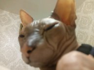 =^._.^= ∫