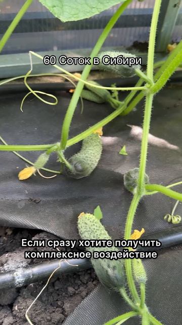 1 ложка на лейку! 1 литр под куст! Копеечная подкормка для огурцов!