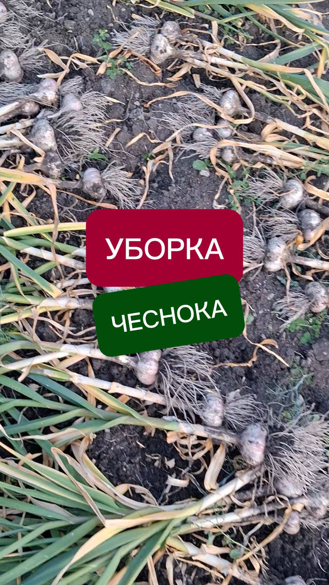 когда убирать чеснок посаженный под зиму