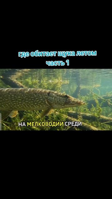 летом щука активная  2 часа