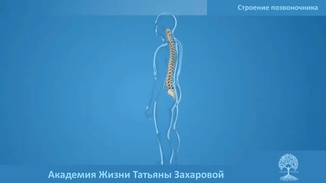 Строение позвоночника. Самое лучшее видео про позвоночник.