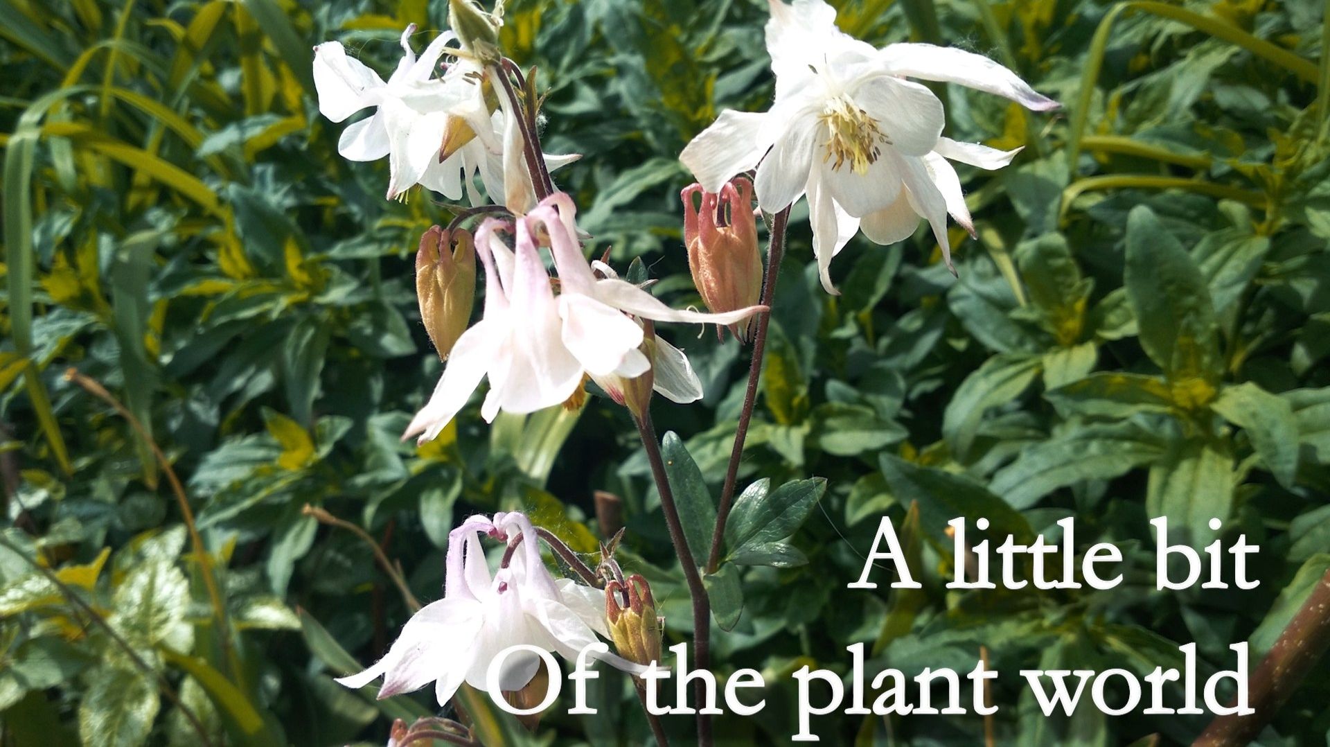 A little bit of the plant world
