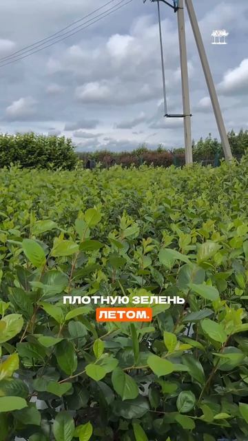 Арония Мичурина для ландшафтного проектирования и городского озеленения