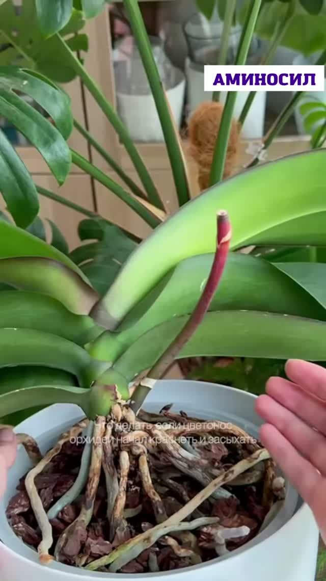 Подкормки это инвестиция в будущее🌸