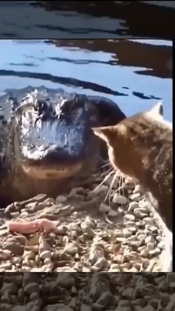 Мяу