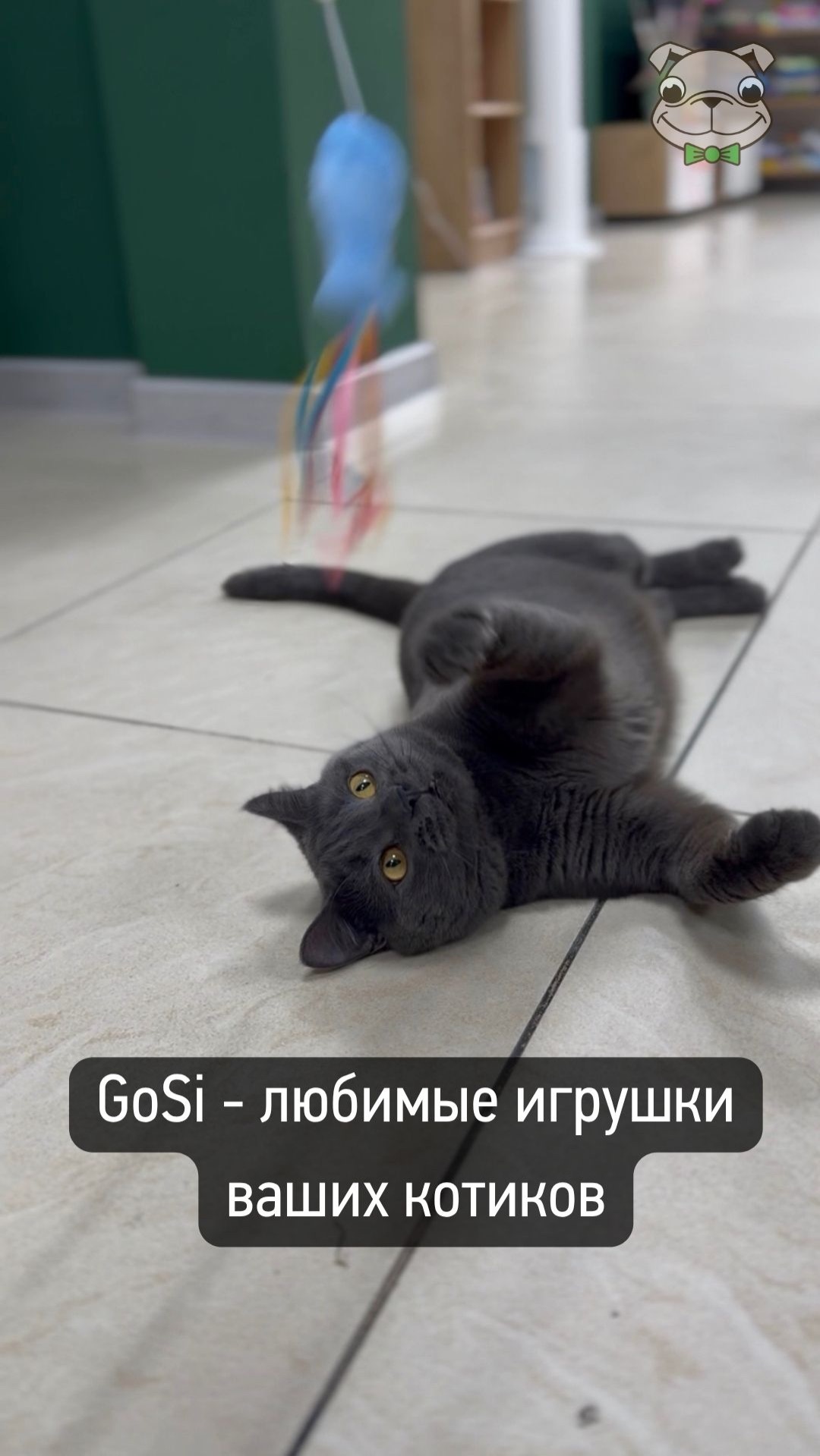 Игрушки: GoSi - лучшее для кошек | «Мистер Гав» Челябинск #shorts