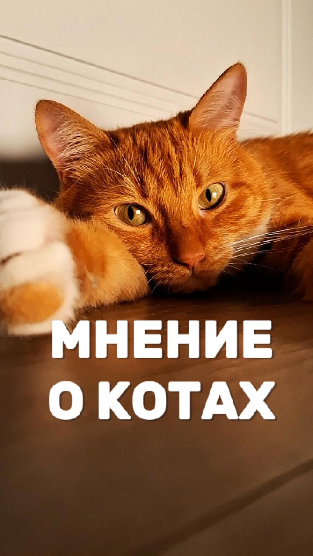 Мнение о котах