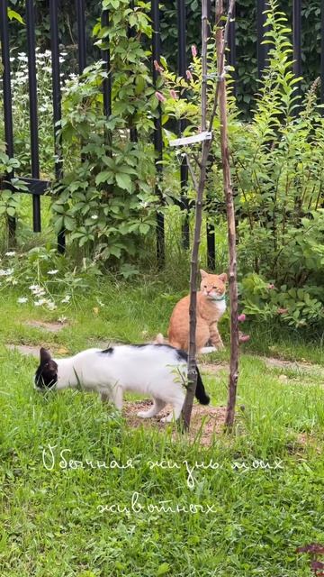 Поздравляю всех с серединой лета 🌼Котики наслаждаются жизнью, а я у них учусь ловить счастье💫