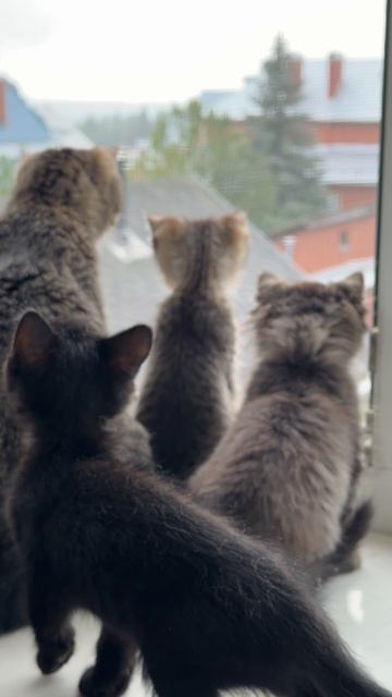 Котята познают мир 15-07-2026