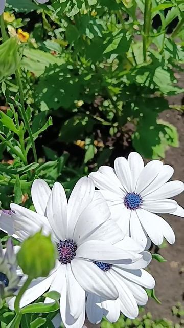 Ромашки # цветы #☘️💃🦋🥀☘️