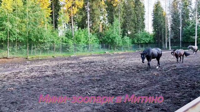 Мини-зоопарк в Митино