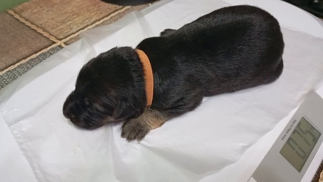 VID_20260716_045742