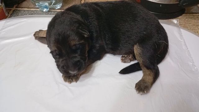 VID_20260716_045528