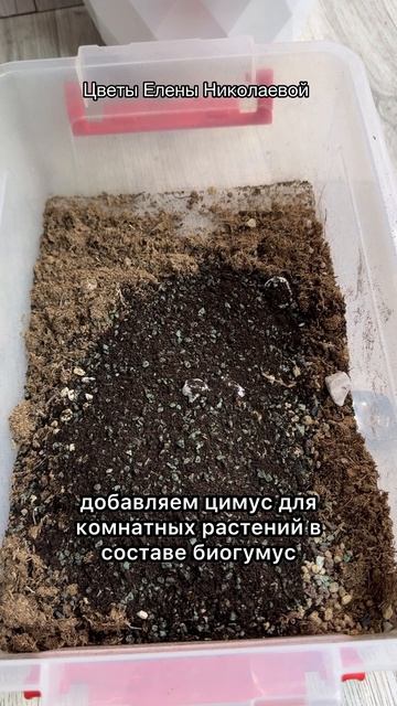 в Июле сделай так с Декабристом и будет пышный цветущий куст!