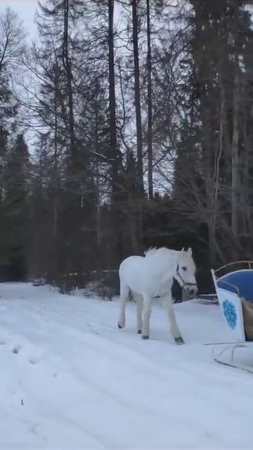 Катание на санях