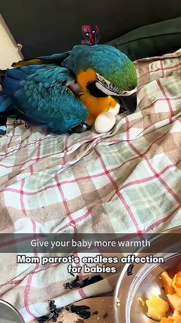 Смешные и милые бэйбики попугаев 🦜🫶😎