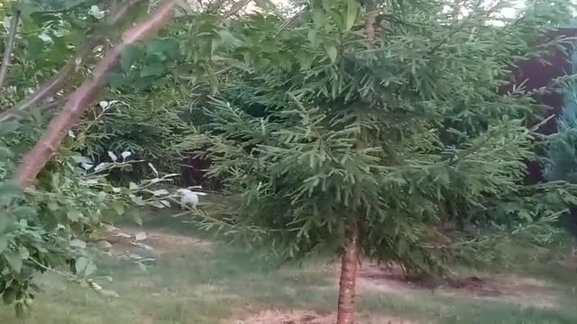 наш кролик лаки