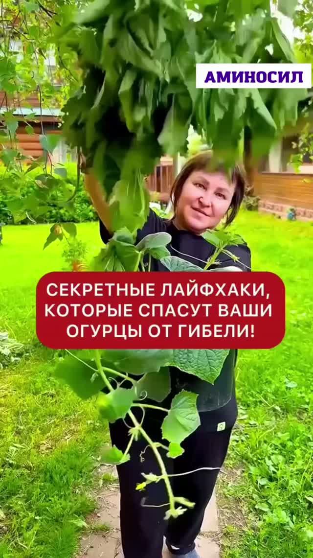СЕКРЕТЫ ОГУРЦОВ В ИЮЛЕ 🥒