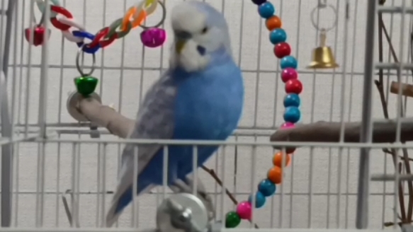 Кешка болтушка 😁🦜 #ангелочеккеша #shorts #попугай