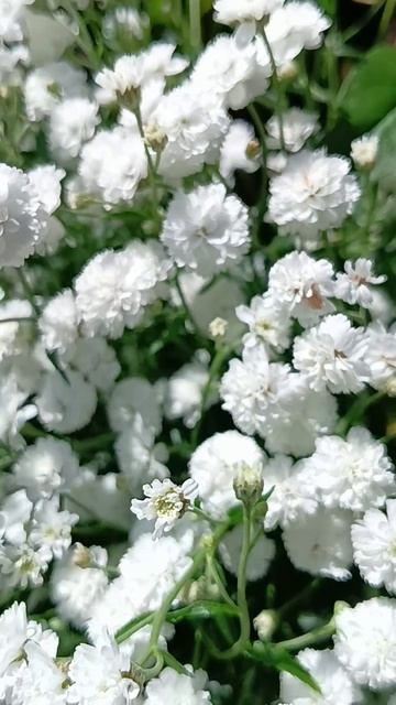 Дачные цветы ☘️💃🦋🥀☘️