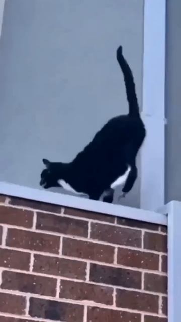 Кошачий СпецНаз