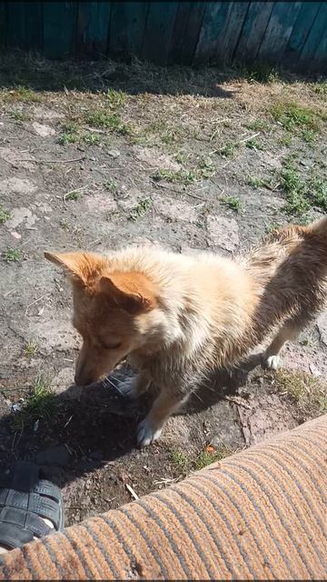 зюзю