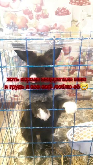 I ❤ Rabbit