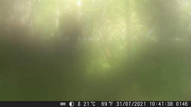 Видео от Красноярская тайга. Фотоловушки