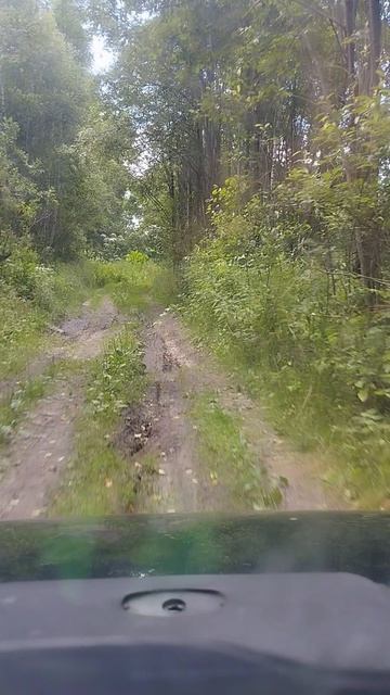 🛑Грибов собрать не получилось,ну хоть кислородом подышал)