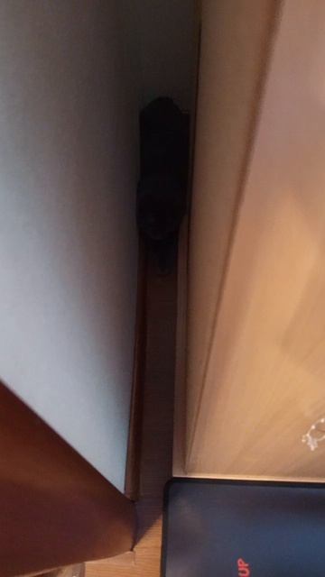 мой котик Мурзик