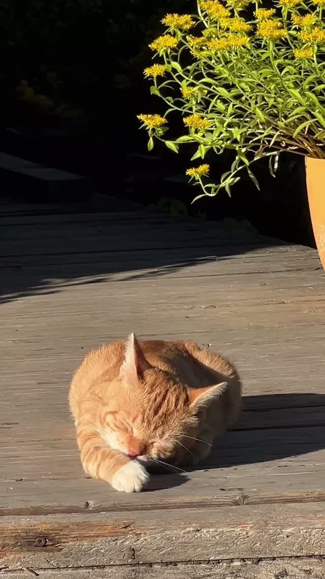 Одновременно много дел 🐈😂и поваляться и с осой поиграть. Котики такие котики 🐈
