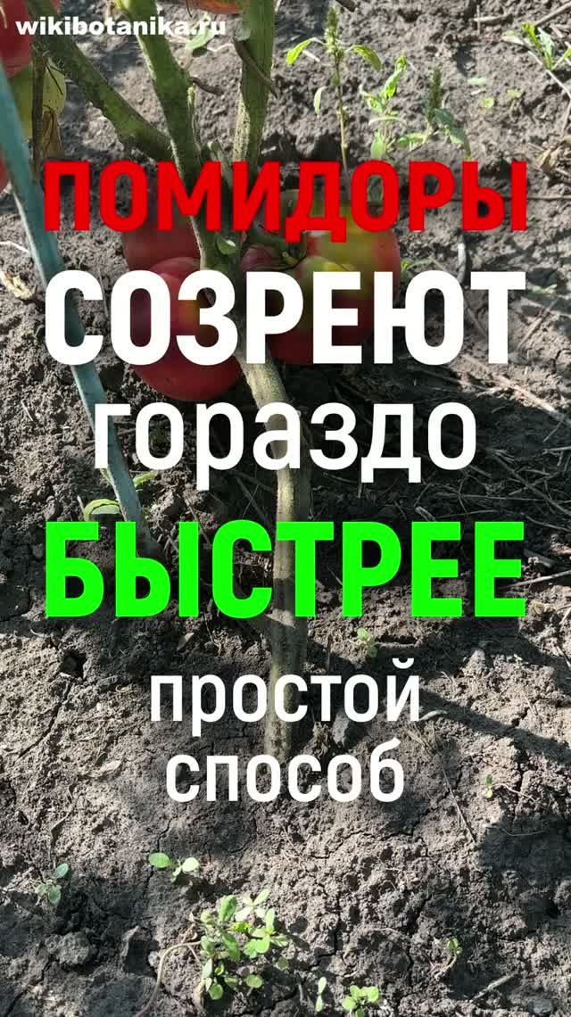 ПОМИДОРЫ СОЗРЕЮТ БЫСТРЕЕ. Простой способ