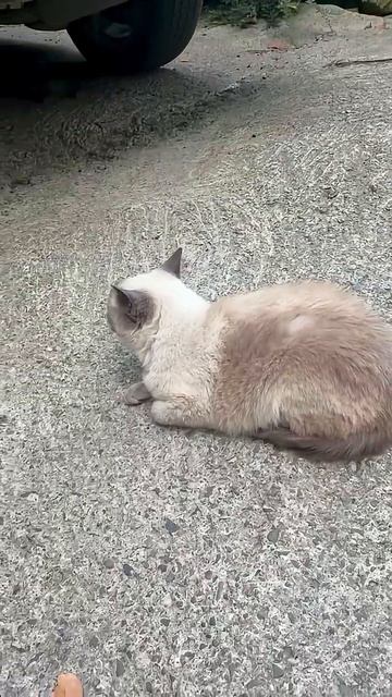 Сочинские котики 🐈