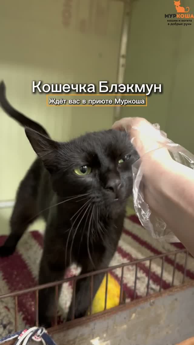 Блэкмун ждёт вас в приюте #Муркоша