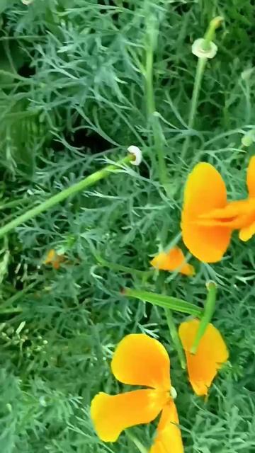 Дачные цветы ☘️💃🦋🥀☘️
