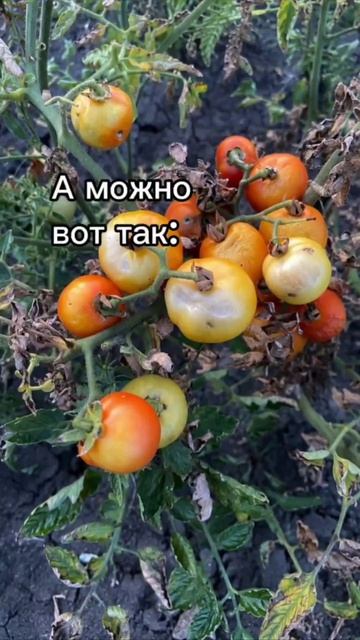 Как помочь огороду во второй половине лета