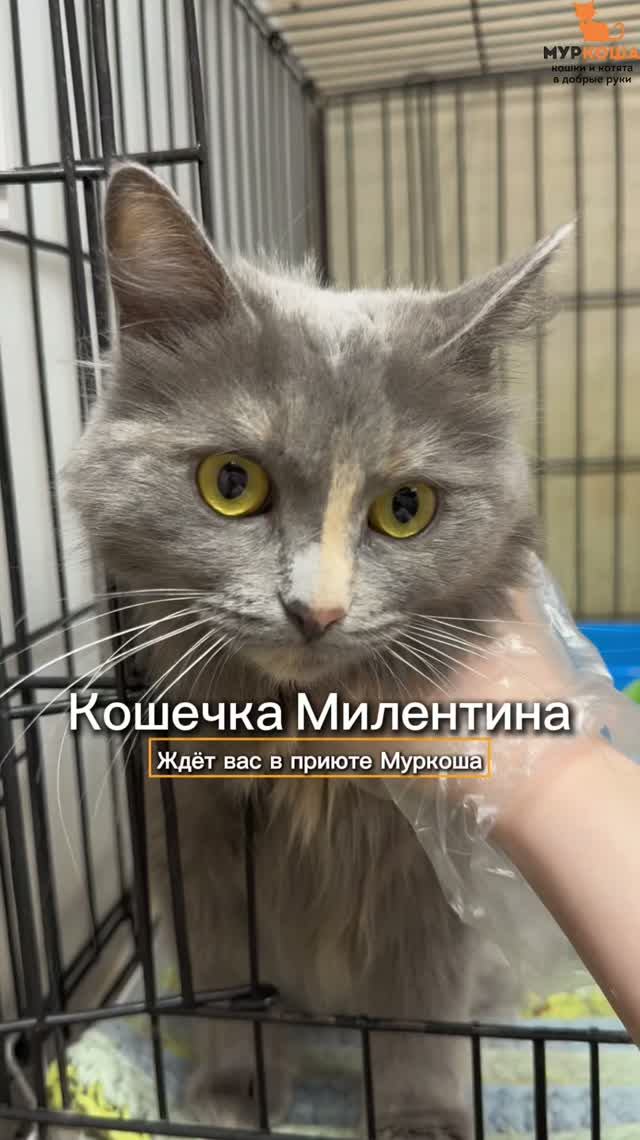 Милентина ждёт вас в приюте #Муркоша