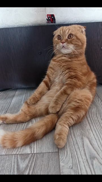 Всем надо работать!¿?! 😼🫶😎