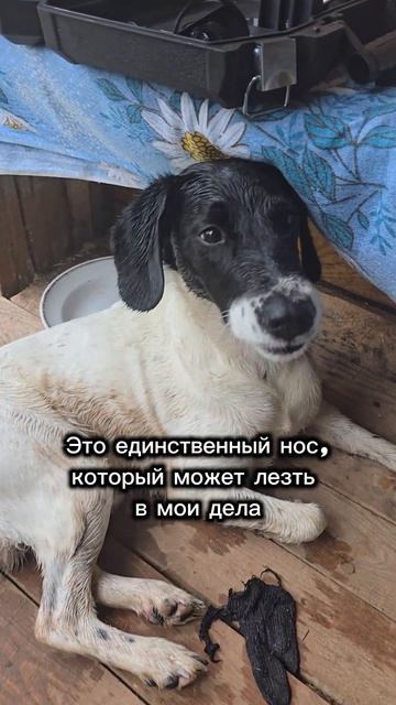 Министр не ваших собачьих дел #дачасадогород #дачныеистории