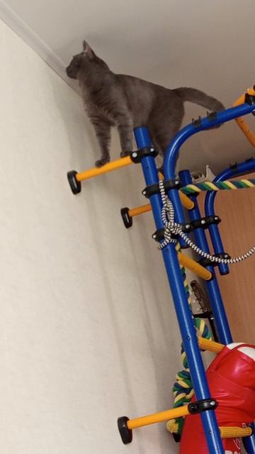 мой котик мурзик