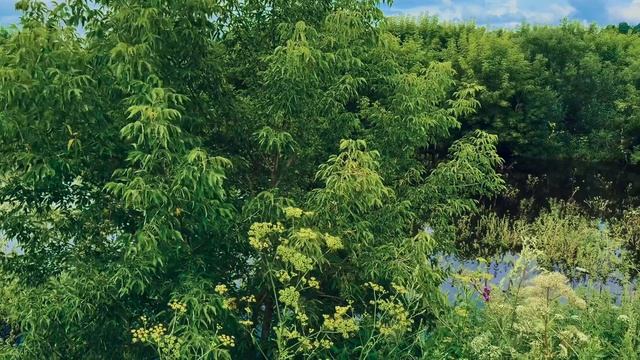 Подтопленные окрестности п. Черемша🌾🌲🌳🏞️