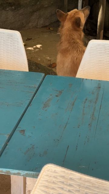 Нанял охранника! Как я учил собаку охотиться на обезьян в Унаватуне#шриланка #животные #путешествия