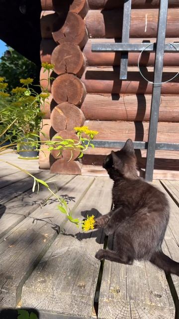 Цветку капец, котики такие котики 🐈🤍